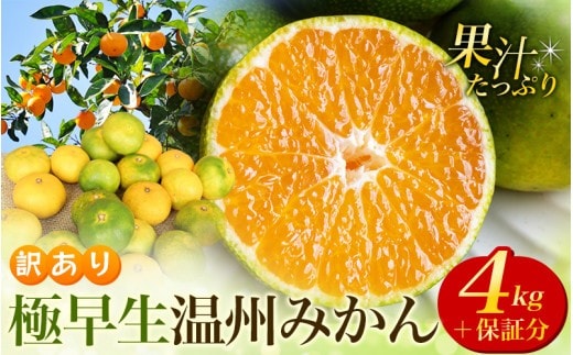 訳あり 極早生温州みかん 約4kg＋傷み保証分200g 2S～3Lサイズおまかせ 【2026年9月下旬から10月中旬までに順次発送予定】 / 家庭用 ご家庭用 訳アリ わけあり ミカン 蜜柑 柑橘 果物 くだもの フルーツ 極早生 温州 夏みかん【njb691A】