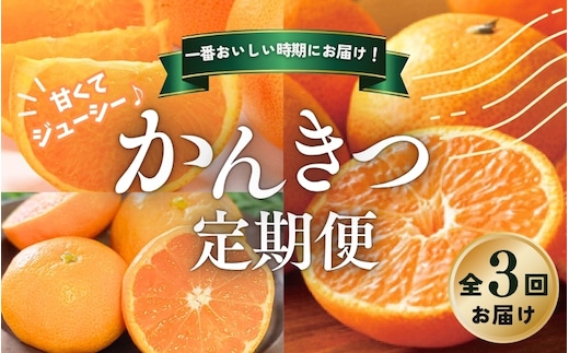 【全3回】 柑橘 定期便 石本果樹園 旬の柑橘を春秋冬でお届け！ / フルーツ 果物 くだもの 柑橘 フルーツ定期便 くだもの定期便 定期便 みかん ミカン 温州みかん せとか カラマンダリン 産地直送 旬 人気 おすすめ 三重県 紀宝町【tkb510】