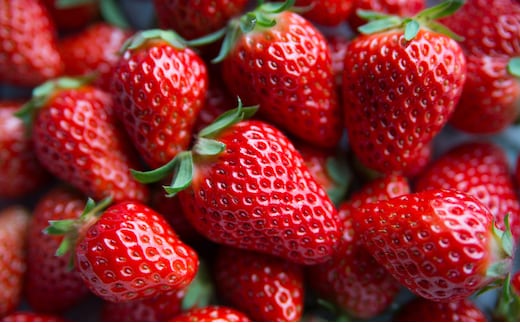 いちご 2パック 川瀬農園 紅ほっぺ イチゴ 苺 果物 くだもの フルーツ 旬の果物 旬のフルーツ 季節の果物 季節のフルーツ 滋賀 滋賀県 米原市