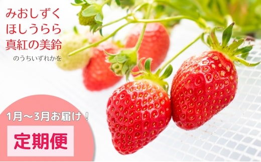 希少品種いちご3種定期便（1～3月お届け）