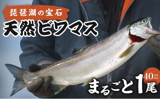 琵琶湖の宝石 天然ビワマス まるごと1尾（40cm以上） 魚 魚介 海鮮 琵琶湖の宝石 ビワマス ます マス 天然 活〆 活け締め 急速冷凍 冷凍 琵琶湖 滋賀県 米原市
