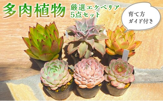 多肉植物 厳選エケベリア5点セット(育て方ガイド付き)