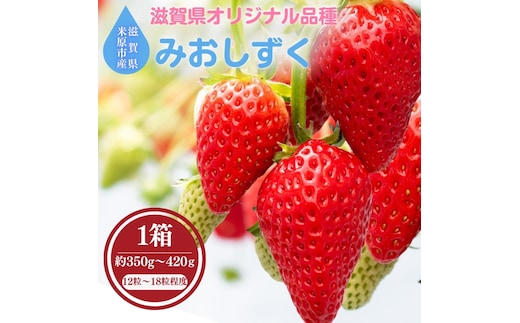 滋賀県オリジナルいちご「みおしずく」※1月中旬より順次配送 いちご イチゴ 苺 果物 フルーツ 滋賀県 米原市
