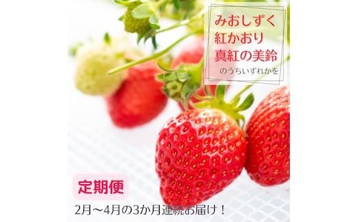 【定期便】希少品種いちご3種定期便 ※2月～4月まで3か月連続お届け いちご イチゴ 苺 果物 フルーツ 滋賀県 米原市