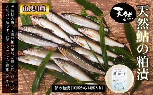 【由良川産】天然鮎の粕漬 ふるさと納税 鮎 あゆ 天然 京都府 福知山市