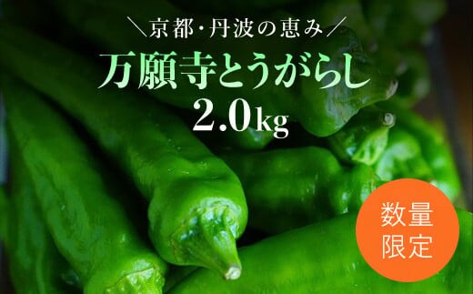 ＜先行予約！2026年6月上旬以降順次発送予定＞万願寺とうがらし(2kg) 【fc-DB008】【夜久野 清雫】