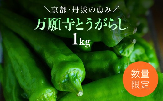 ＜先行予約！2026年6月上旬以降順次発送予定＞万願寺とうがらし(1kg) 【fc-DB007】【夜久野 清雫】