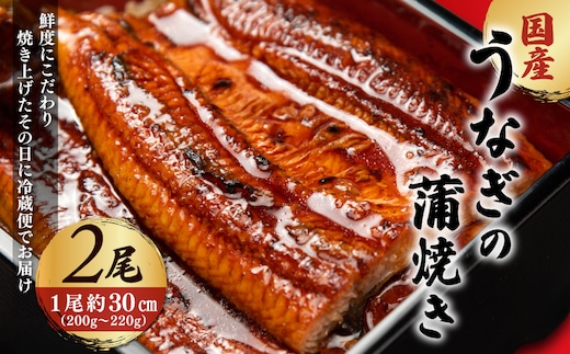 「国産うなぎの蒲焼き」2尾セット【凍らさず美味しさそのまま！〆たて・焼きたてを冷”蔵”で発送】地元飲食店に愛される、美味さにこだわった「国産うなぎの蒲焼き」 特上 うなぎ 蒲焼 ウナギ 鰻蒲焼き うなぎ蒲焼き 2尾 人気 国産 浜名湖 うなぎ 関西 鰻蒲焼 養殖 冷蔵 ギフト ご褒美 人気 京都 京都府 福知山市 FCF008
