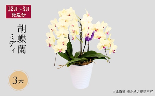 【12月～3月発送分】胡蝶蘭ミディ 3本 【北海道・東北地方配送不可】 プレゼント 