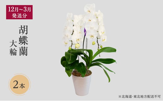 【12月～3月発送分】胡蝶蘭大輪 2本 【北海道・東北地方配送不可】 プレゼント 