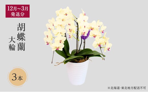 【12月～3月発送分】胡蝶蘭大輪 3本 【北海道・東北地方配送不可】 プレゼント 