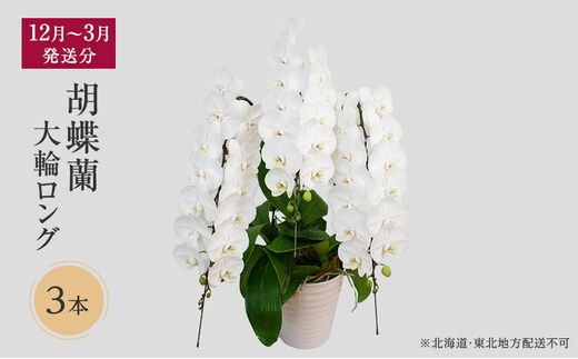 【12月～3月発送分】胡蝶蘭大輪 ロング 3本 【北海道・東北地方配送不可】 プレゼント 