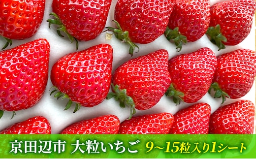 【先行予約 いちご】大粒いちご 果物 フルーツ デザート おやつ 旬の果物 旬のフルーツ ストロベリー 国産 日本産 