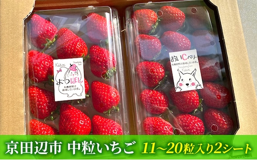 【先行予約 いちご】中粒いちご 果物 フルーツ デザート おやつ 旬の果物 旬のフルーツ ストロベリー 国産 日本産 