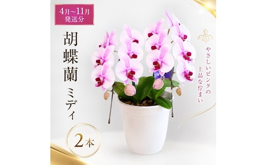 【4月～11月発送分】胡蝶蘭ミディ 2本立 花 スマイルオーキッド 選べる花色 白色 ピンク 黄色 花 贈り物 お祝い 産地直送 贈答 プレゼント 鮮度抜群 誕生日 記念日 開店祝 母の日 父の日 敬老の日 京都府 京田辺市