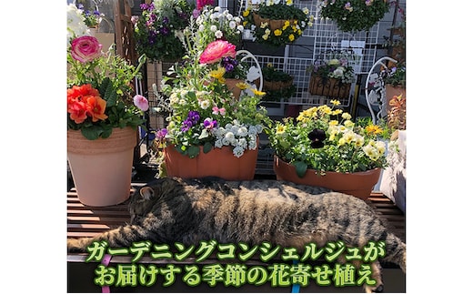 花 ガーデニングコンシェルジュがお届けする 季節の花 寄せ植え 鉢植え 鉢花 5～7種 ガーデニング コンシェルジュ お花 京都 