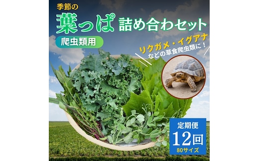 【爬虫類用】季節の葉っぱ詰め合わせ【80サイズ12回コース】