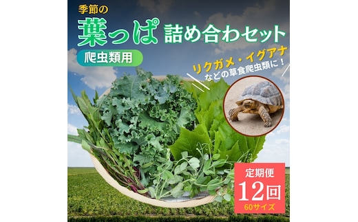 【爬虫類用】季節の葉っぱ詰め合わせ【60サイズ12回コース】