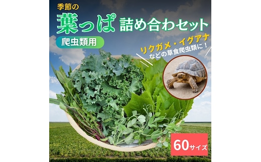 【爬虫類用】季節の葉っぱ詰め合わせ【60サイズ】