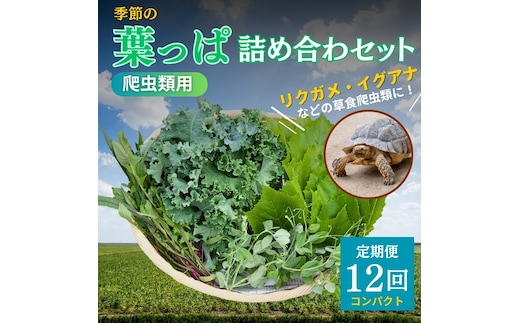 【爬虫類用】季節の葉っぱ詰め合わせ【コンパクトサイズ12回コース】