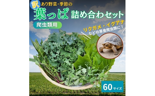 【爬虫類用】訳あり野菜と季節の葉っぱ詰め合わせ【60サイズ】