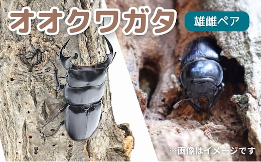 サステナブル オオクワガタ オス メス 成虫ペアセット クワガタ 成虫 ペア セット 生体 日本国産 国産 虫 昆虫 生き物 生物 子供 趣味 男の子 ペット 育成 観察 学習 自由研究 京都府 南丹市