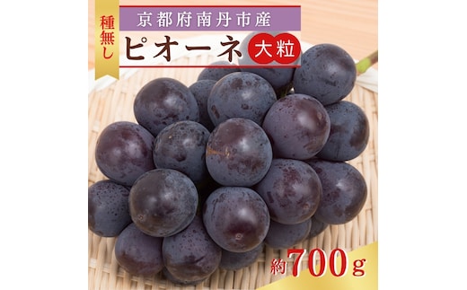大粒 ピオーネ 1房 (700g前後) 種なし 葡萄 農家直送 ぶどう ブドウ 大粒 フルーツ 果物 南丹市 京都府