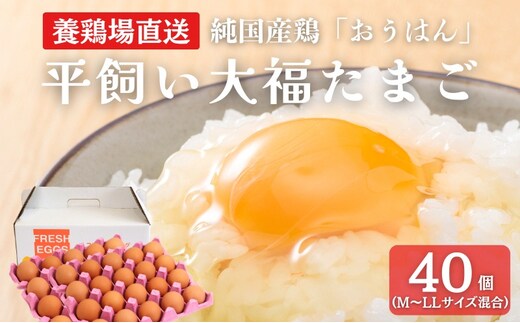 産地直送 大福たまご 40個