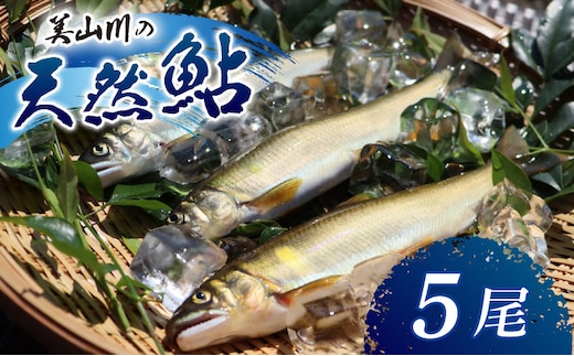 冷凍 美山川の天然鮎 5匹 | 魚 さかな 天然 鮎 川魚 料理 京都 南丹市