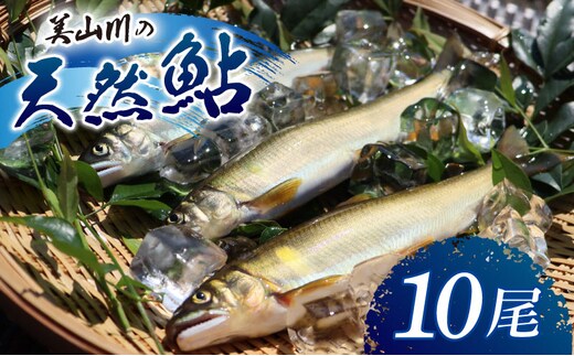 冷凍 美山川の天然鮎 10匹 | 魚 さかな 天然 鮎 川魚 料理 京都 南丹市