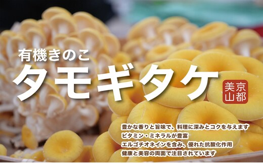 京都府産オーガニック タモギタケ（6パック入り約720g）
