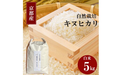 キヌヒカリ 5kg 新米 京都 丹波 お米 米 精米 きぬひかり 産地直送 令和8年 5キロ 新米26