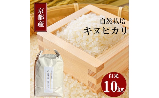 キヌヒカリ 10kg 新米 京都 丹波 お米 米 精米 きぬひかり 産地直送 令和8年 10キロ 新米26