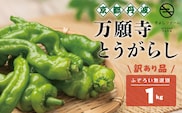 【訳あり】京野菜　万願寺とうがらし　1キロ