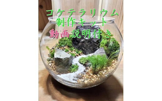 コケテラリウム制作キット直径15cm 動画説明付き〈コケ 苔 こけ 植物 初心者 インテリア 手作り セット キッド 雑貨 日用品〉 
