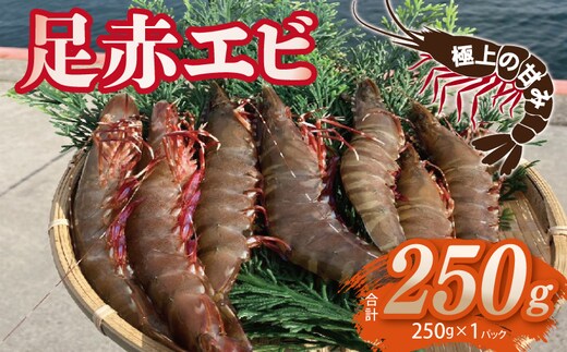 足赤エビ 250g【国産 えび 天然 ぷりぷり 海鮮 水揚げ 生食可】 010B1862