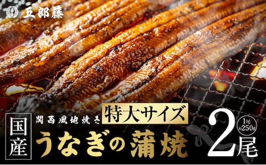 老舗【五郎藤】 関西風地焼き 国産有頭旨鰻 250g×2尾 特大 うなぎ ウナギ 蒲焼き 炭火 015B753