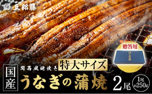 【贈答用】五郎藤 関西風地焼き 国産有頭旨鰻 250g×2尾 計約500g 特大 うなぎ ウナギ 蒲焼き 炭火 015B754