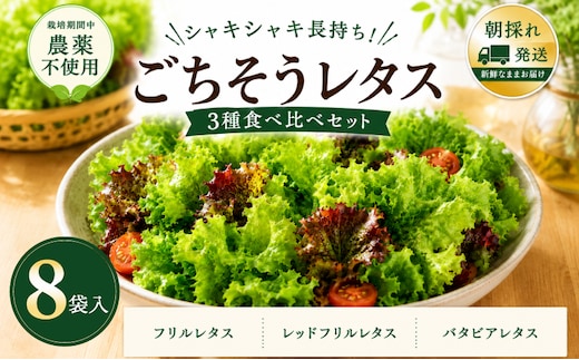 【朝採れ発送】ごちそうレタス 3種食べ比べセット（8袋・栽培期間中農薬不使用） 099H2937