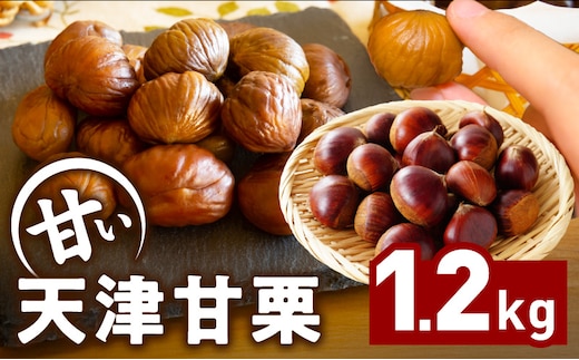 当店自慢の天津甘栗 1.2kg（400g×3袋） 099H2329