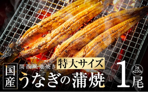 【ビッグサイズ】老舗五郎藤 国産 旨鰻 250g×1尾【関西風地焼き 特大 うなぎ ウナギ 蒲焼き 炭火 数量限定 有頭 北国からの贈り物 厳選】 099H3443