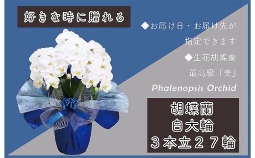 3本立て 胡蝶蘭 27輪～30輪 白色【木製大型木札 または メッセージカード 付き ラッピング お祝い ギフト 贈答 贈り物 プレゼント 生花 花 農福連携】 099H378