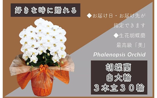 3本立て 胡蝶蘭 30輪～33輪 白色【木製大型木札 または メッセージカード 付き ラッピング お祝い ギフト 贈答 贈り物 プレゼント 生花 花 農福連携】 099H379