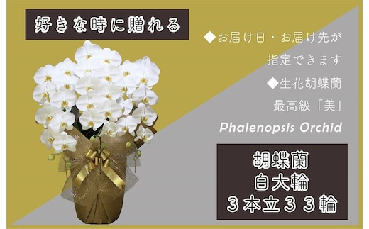 3本立て 胡蝶蘭 33輪～36輪 白色【木製大型木札 または メッセージカード 付き ラッピング お祝い ギフト 贈答 贈り物 プレゼント 生花 花 農福連携】 099H380