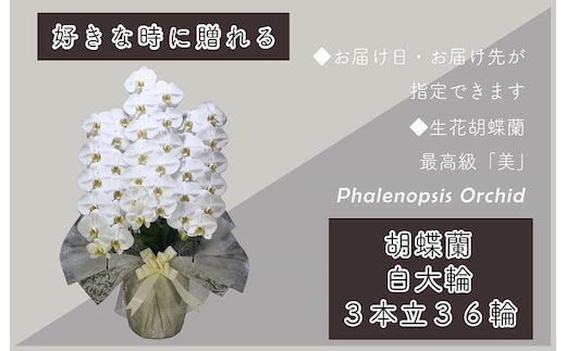 3本立て 胡蝶蘭 36輪～39輪 白色【木製大型木札 または メッセージカード 付き ラッピング お祝い ギフト 贈答 贈り物 プレゼント 生花 花 農福連携】 099H381