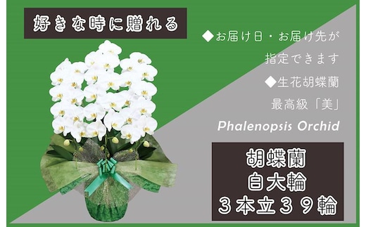 3本立て 胡蝶蘭 39輪～42輪 白色【木製大型木札 または メッセージカード 付き ラッピング お祝い ギフト 贈答 贈り物 プレゼント 生花 花 農福連携】 099H382