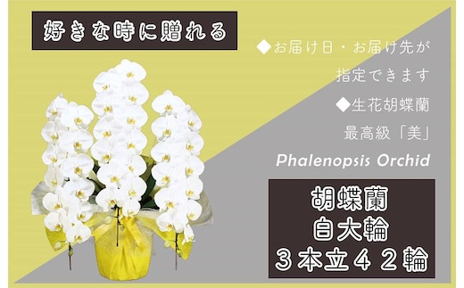 3本立て 胡蝶蘭 42輪～45輪 白色【木製大型木札 または メッセージカード 付き ラッピング お祝い ギフト 贈答 贈り物 プレゼント 生花 花 農福連携】 099H383