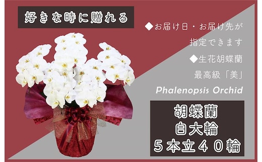 5本立て 胡蝶蘭 40輪～50輪 白色【木製大型木札 または メッセージカード 付き ラッピング お祝い ギフト 贈答 贈り物 プレゼント 生花 花 農福連携】 099H384