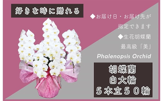 5本立て 胡蝶蘭 50輪～60輪 白色【木製大型木札 または メッセージカード 付き ラッピング お祝い ギフト 贈答 贈り物 プレゼント 生花 花 農福連携】 099H385