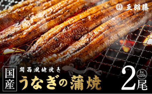 老舗「五郎藤」関西風地焼き 国産有頭旨鰻 120g×2尾 計約240g前後 うなぎ ウナギ 蒲焼き 炭火 099H5077